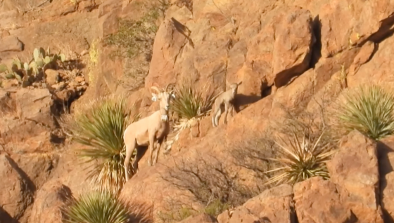Story #2: A New Generation Born of Bighorns