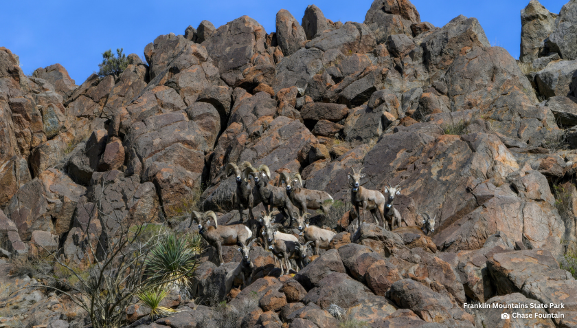 Story #2: Texans are Stepping Up Big for Bighorns
