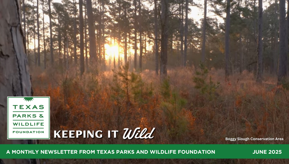 Words From The Wild June 2025