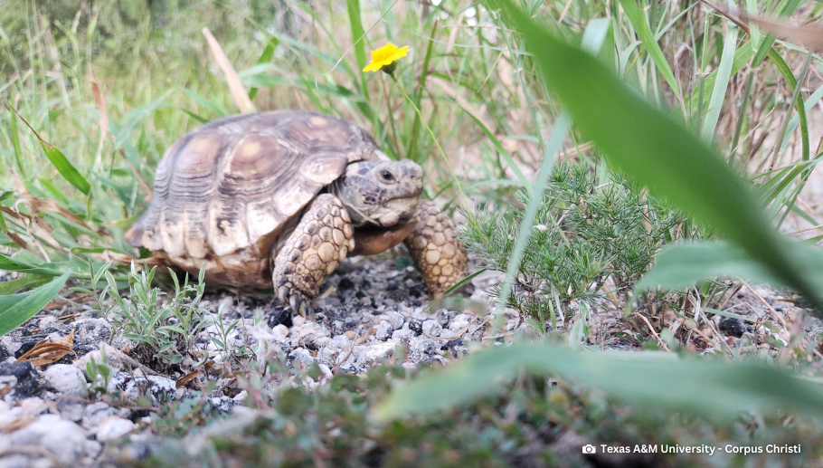 Story #3: Texas Tortoise Day | Championing a Chelonian Texas Native