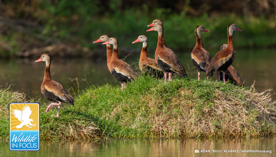 Story #4: Statewide Photo Contest Celebrates Texas Wildlife