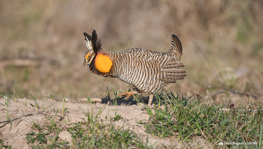 Story #2: A 542-Acre Win for the Attwater&rsquo;s Prairie-Chicken