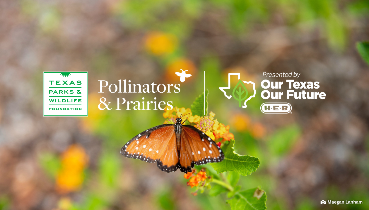 Story #3: H-E-B&rsquo;s Texas Native Plant Celebration Continues to Grow!