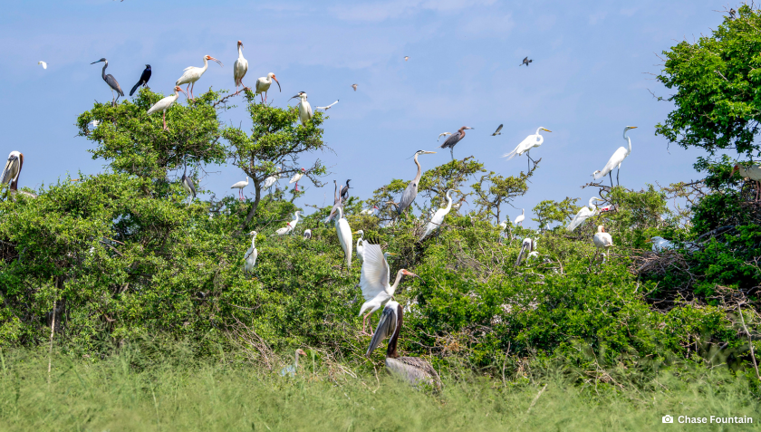 Story #5: Join TPWF During May—American Wetlands Month