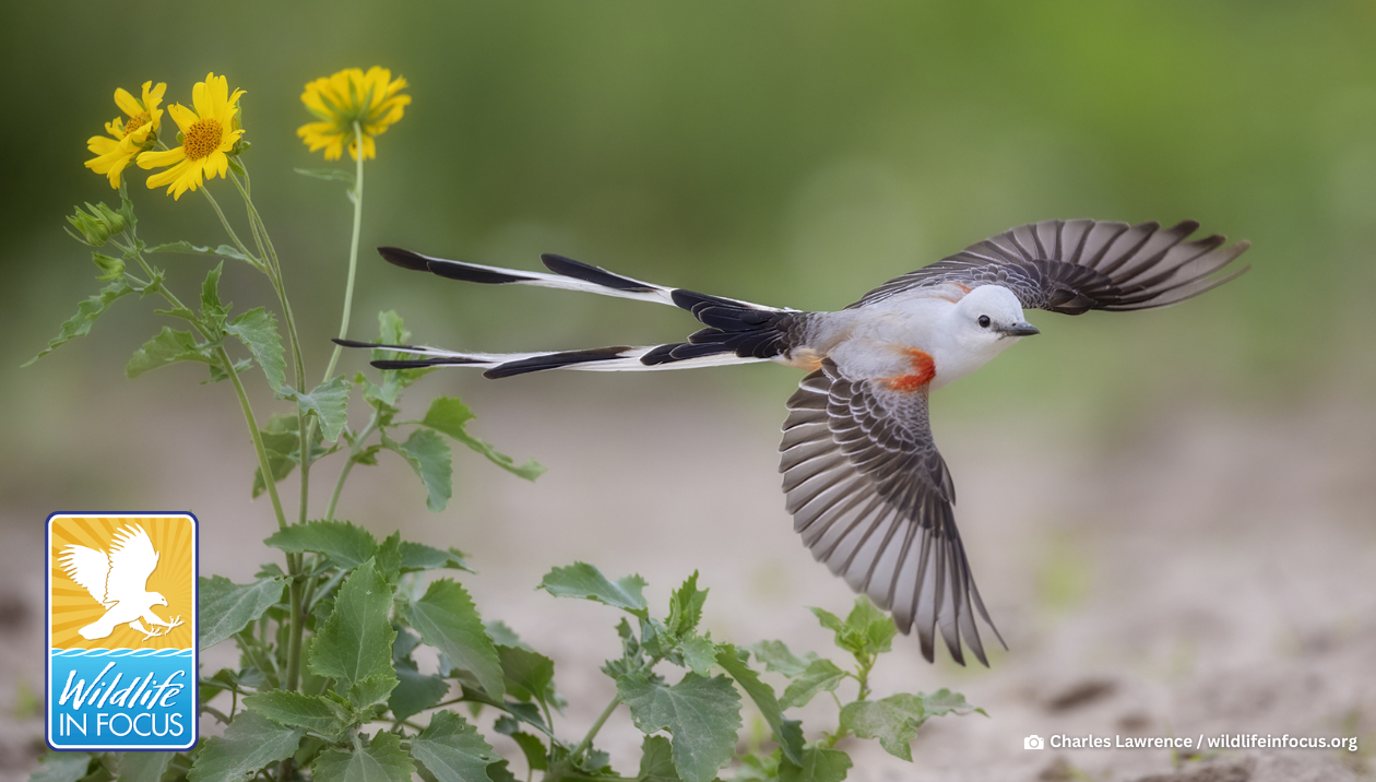 Story #5: Last Shot: Willdife in Focus Photo Contest Ends Soon