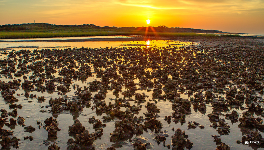 Story #2: S. Reed Morian Oyster Buyback Program Returns for Second Round