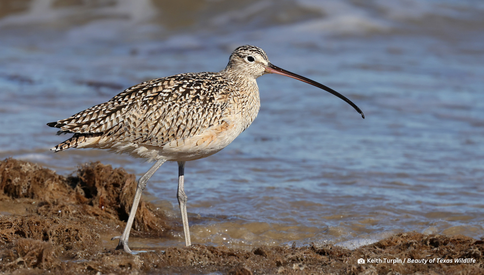 Story #3: Shoring up Safe Havens for Shorebirds
