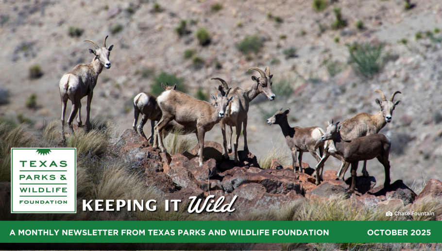 Words From The Wild November 2025