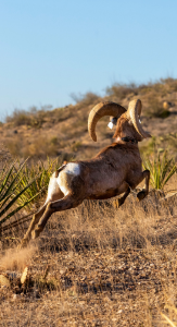 Bringing Back the Bighorn
