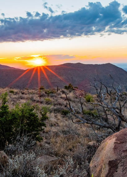 Make a Wild Impact with Your DAF 