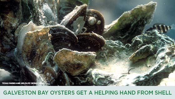 Story #2: Galveston Bay Oysters Get a Helping Hand from Shell
