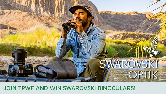 Story #3: Join TPWF and win Swarovski Binoculars!