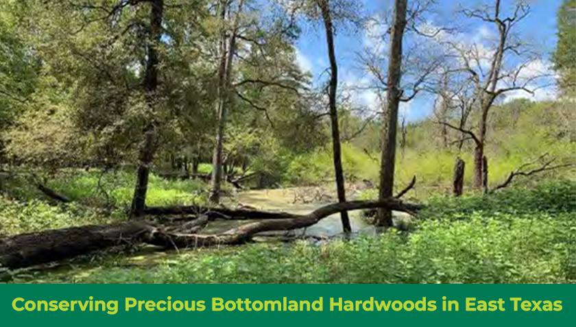 Story #3: Conserving Precious Bottomland Hardwoods in East Texas