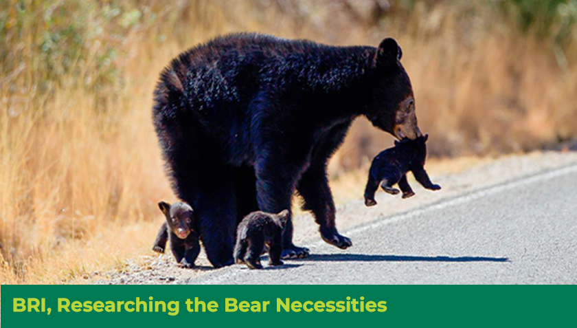 Story #4: BRI, Researching the Bear Necessities