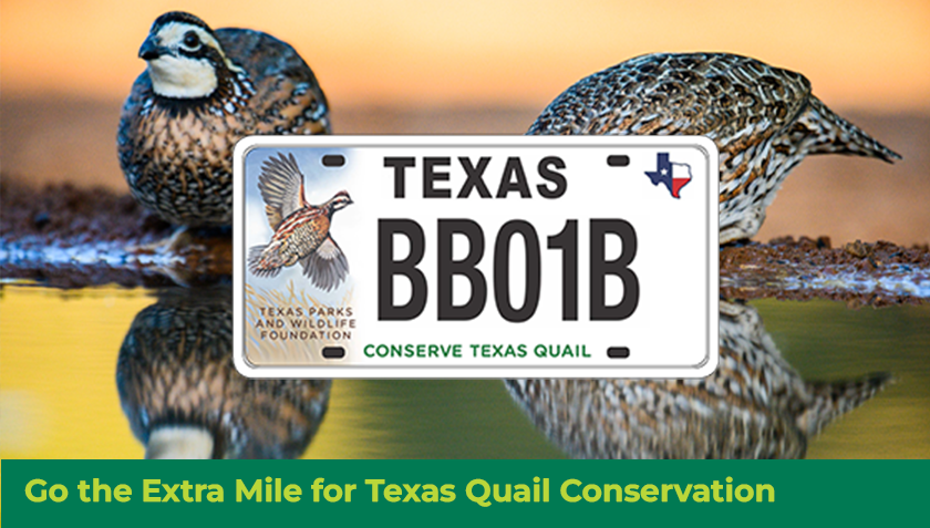 Story #5: Go the Extra Mile for Texas Quail Conservation 