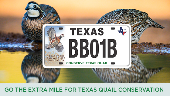 Story #5: Go the Extra Mile for Texas Quail Conservation