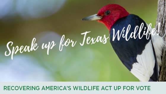 Story #2: Recovering America’s Wildlife Act Up for Vote