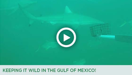 Story #6: Keeping it Wild in the Gulf of Mexico!