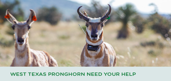 West Pronghorn Need Your Help
